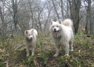 マロの息子であるカザフは、オビの帝王教育を行なってくれた